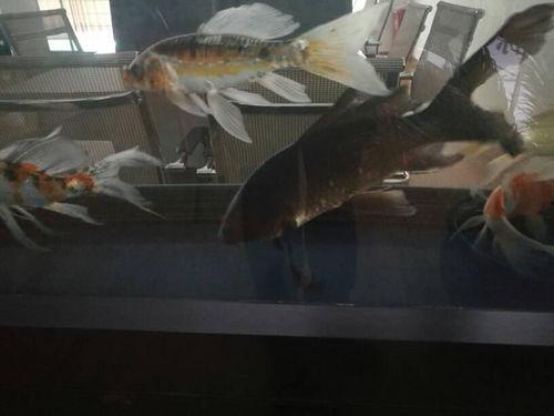 国产鱼是怎么喂养的视频,科学喂养技术全解析